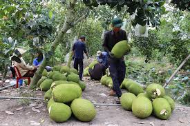 5. Thúc đẩy tiêu thụ nông sản và phát triển kinh tế